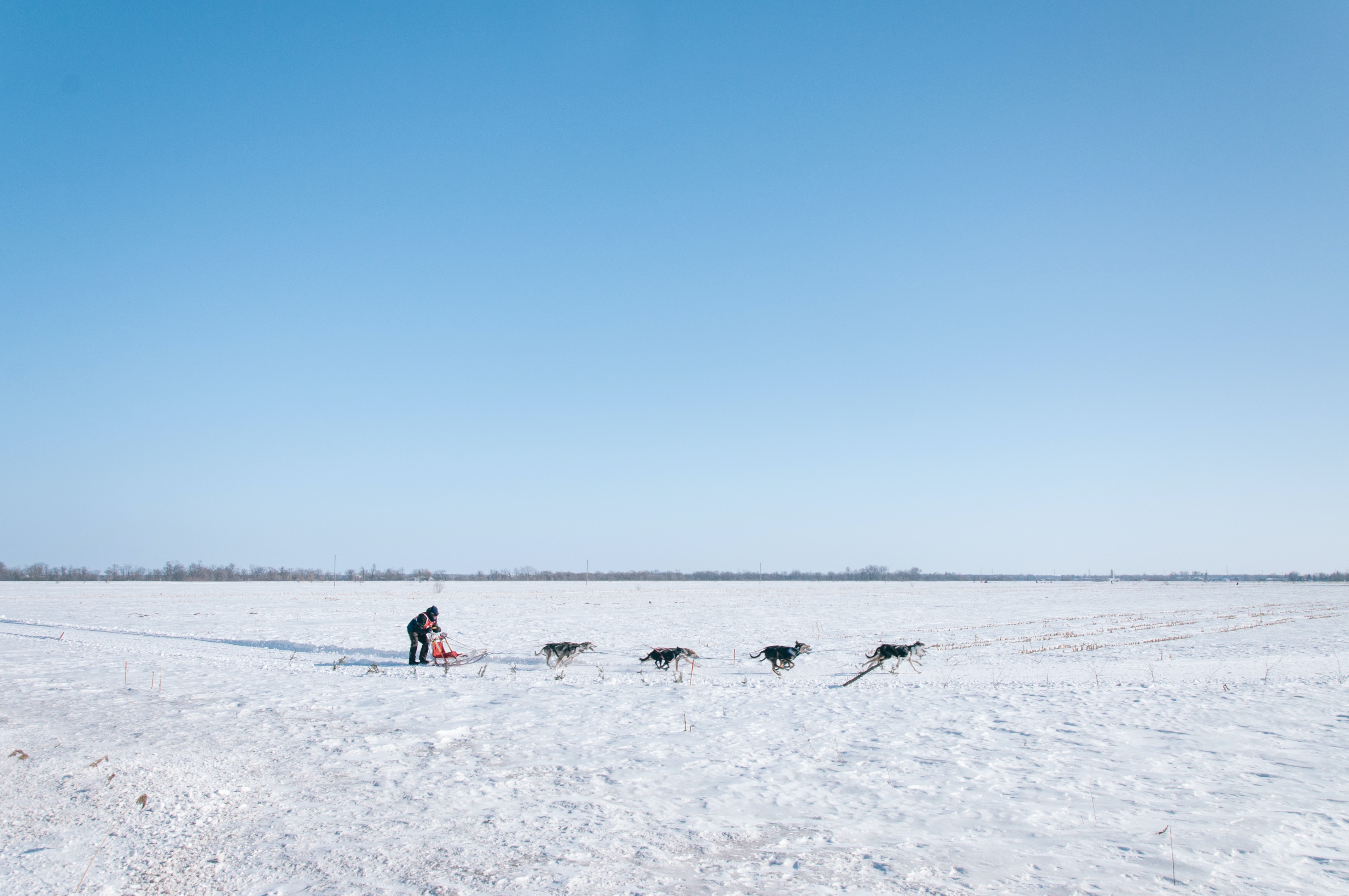 Mushing pochází ze severských zemí. Slovo mush je původem z Alijašky a znamená povel vpřed.