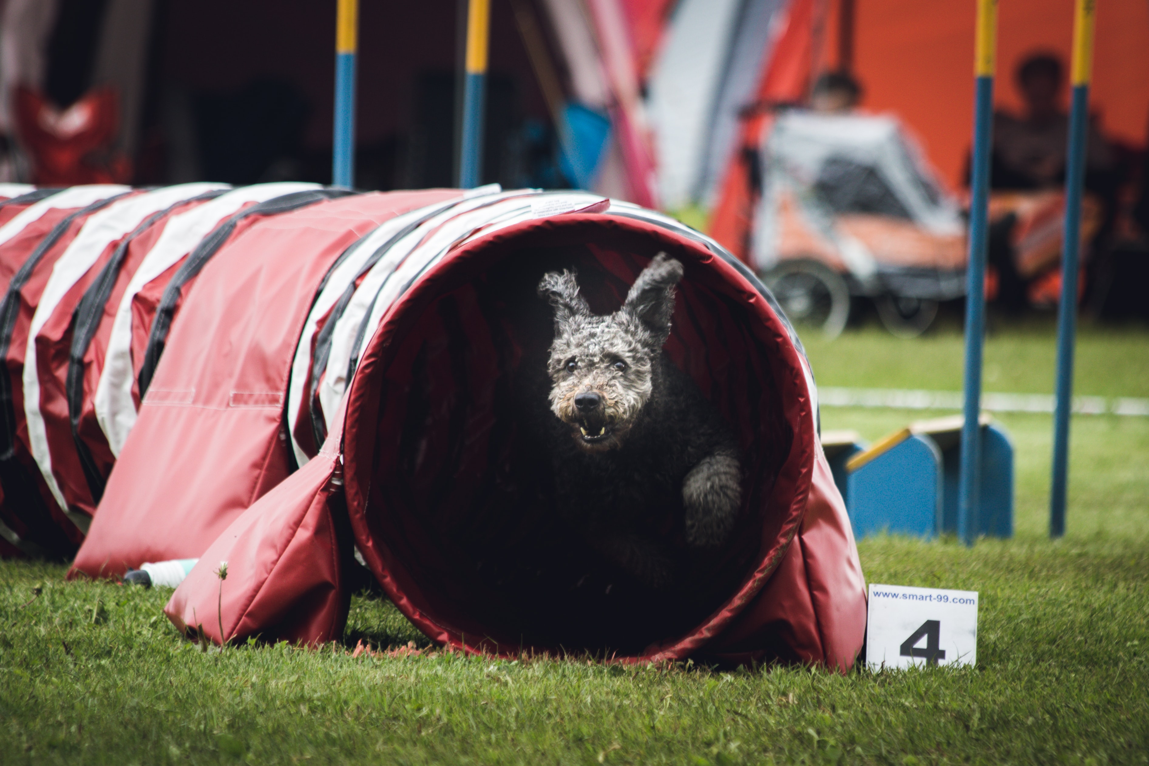 Psí agility patří mezi nejpopulárnější psí sporty