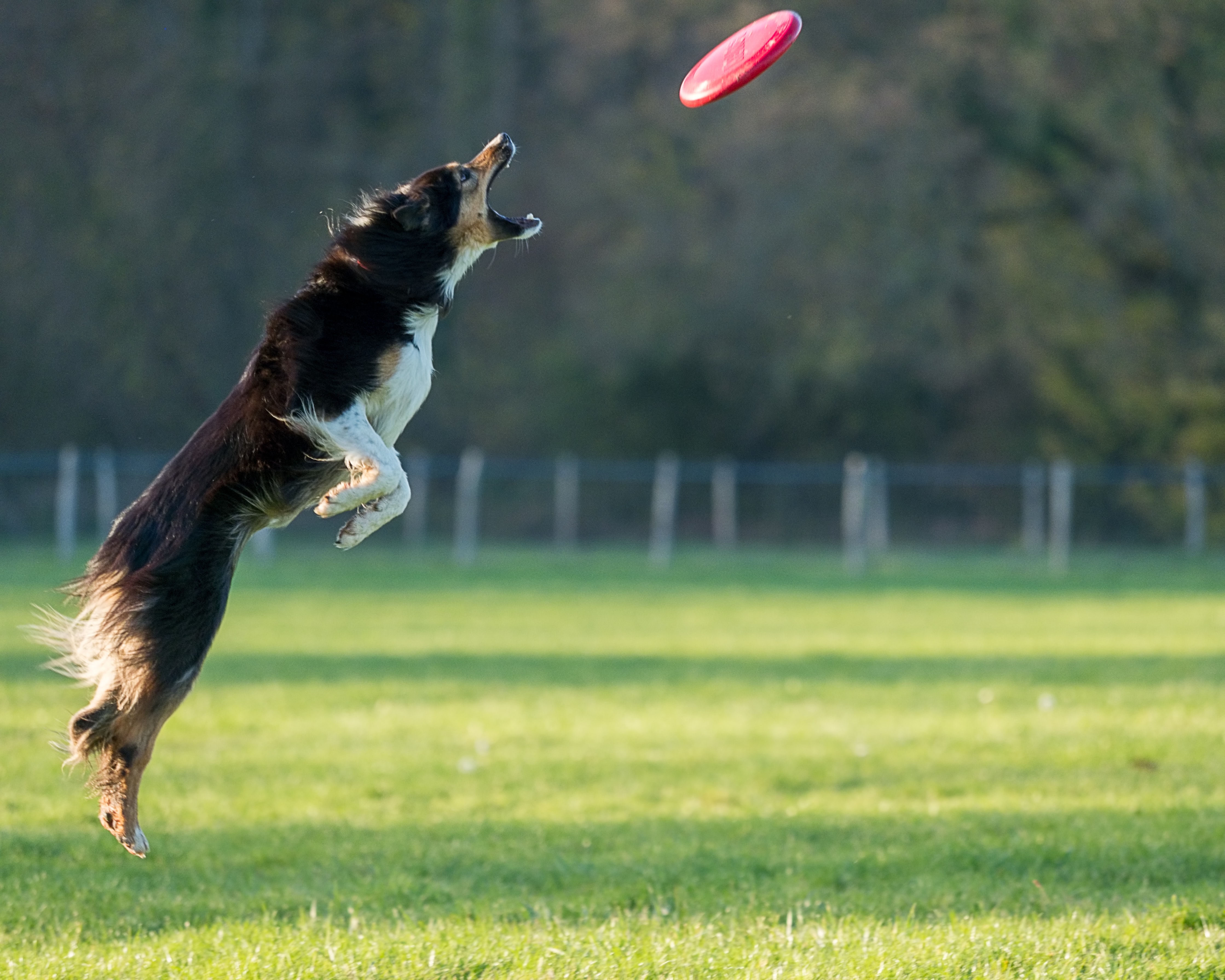 Dogfrisbee je skvělý sport pro rozvoj pohybu vašeho psa.
