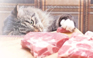 Optimální obsah masa v krmivu pro kočky