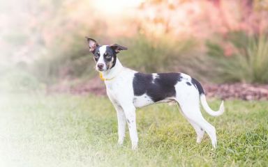 Je můj pes příliš hubený?