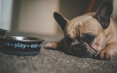Dieta pro psa: Kdy začít řešit dietní granule pro psy