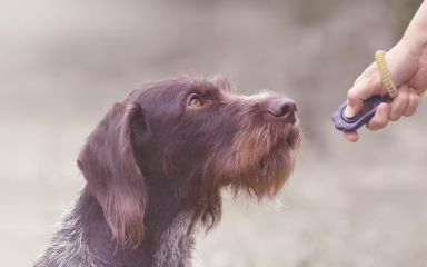Úvod do clicker tréninku