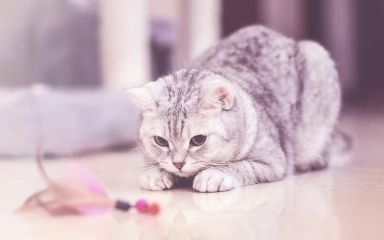 Aktivity pro kočky v bytě