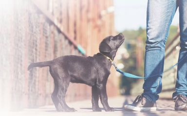 Zábava na procházkách i na vodítku